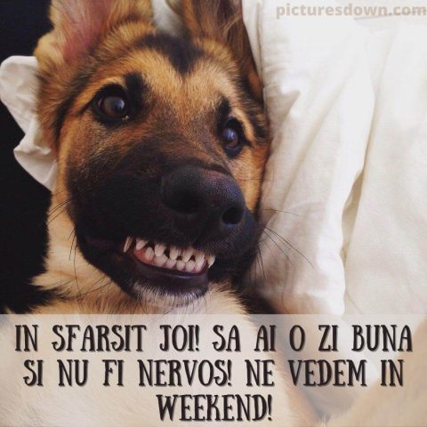 Imagine haioase joi câine fericit descarcă gratis