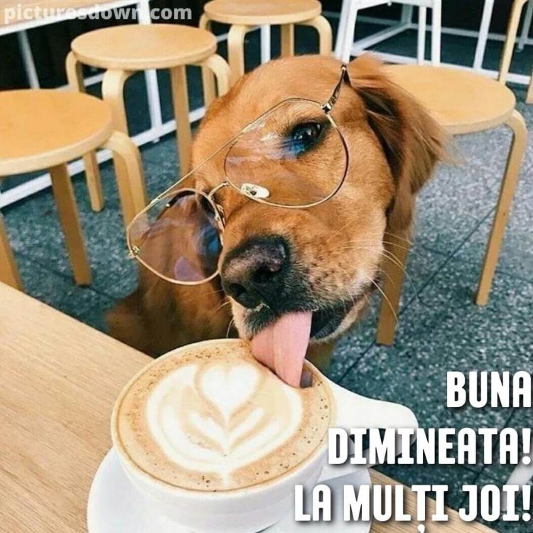 Imagine haioase joi câine și cafea descarcă gratis