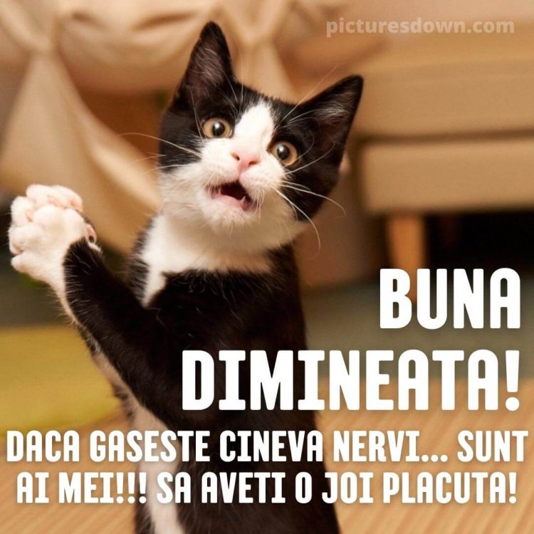 Imagine haioase joi pisică amuzantă descarcă gratis