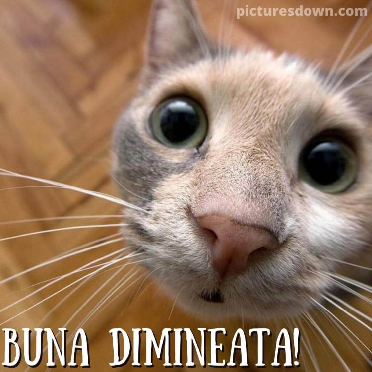 Imagine haioase joi pisică amuzantă descarcă gratis
