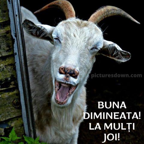 Imagine haioase joi capra albă descarcă gratis