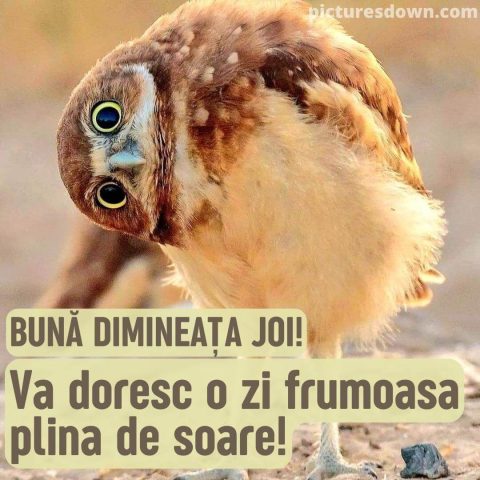 Imagine haioase joi bufniţă descarcă gratis