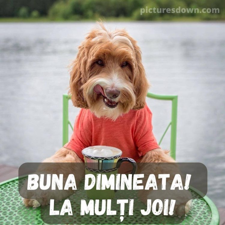 Imagine haioase joi câine care bea cafea descarcă gratis