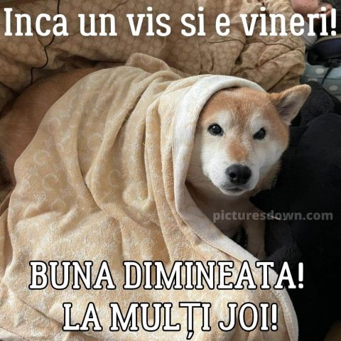 Imagine haioase joi câine sub pătură descarcă gratis