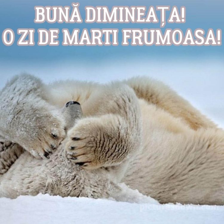 Imagine haioase marti urs polar descarcă gratis