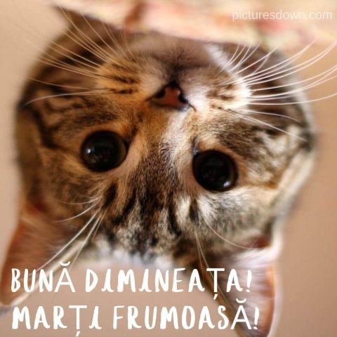 Imagine haioase marti Pisica draguta descarcă gratis