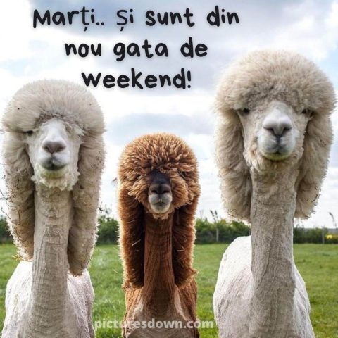 Imagine haioase marti cămile descarcă gratis