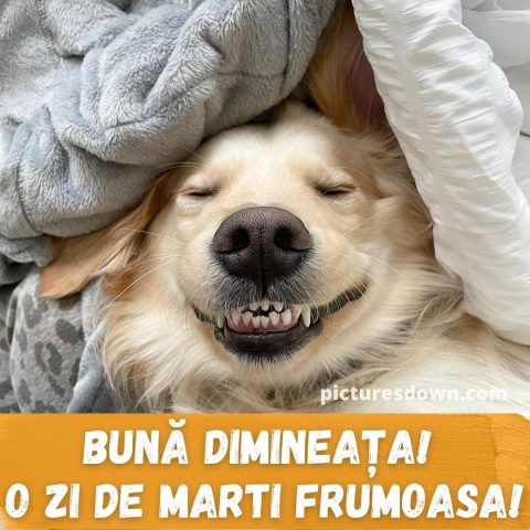 Imagine haioase marti câine amuzant descarcă gratis