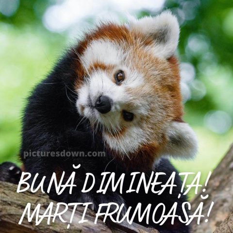 Imagine haioase marti urs panda descarcă gratis