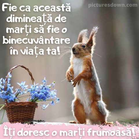 Imagine haioase marti veveriţă descarcă gratis