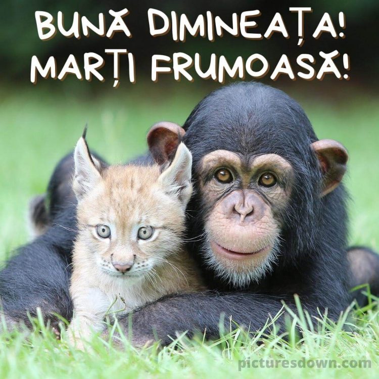 Imagine haioase marti maimuță și râs descarcă gratis