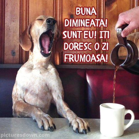 Imagine haioase marti câine și cafea descarcă gratis