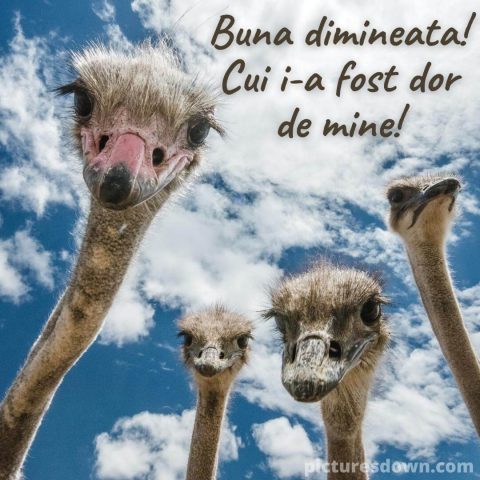Imagine haioase miercuri struți descarcă gratis