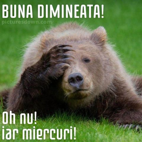 Imagine haioase miercuri două urs descarcă gratis