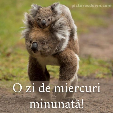 Imagine haioase miercuri două koala descarcă gratis