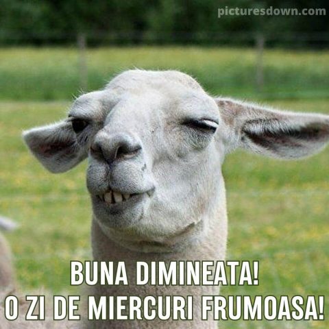 Imagine haioase miercuri cămilă descarcă gratis