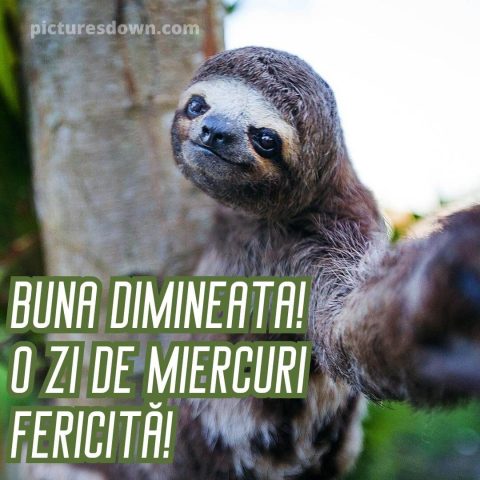 Imagine haioase miercuri leneș descarcă gratis