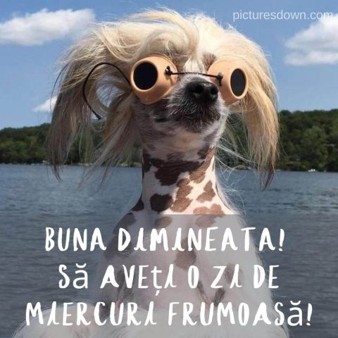 Imagine haioase miercuri câine în vacanță descarcă gratis