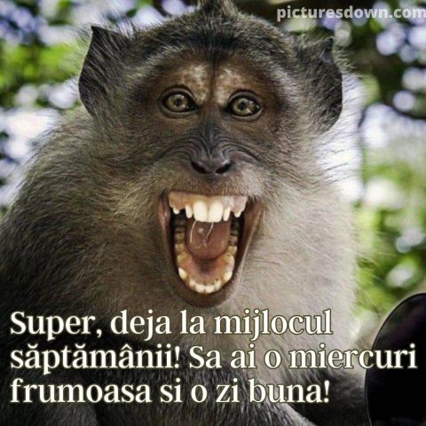 Imagine haioase miercuri maimuţă descarcă gratis