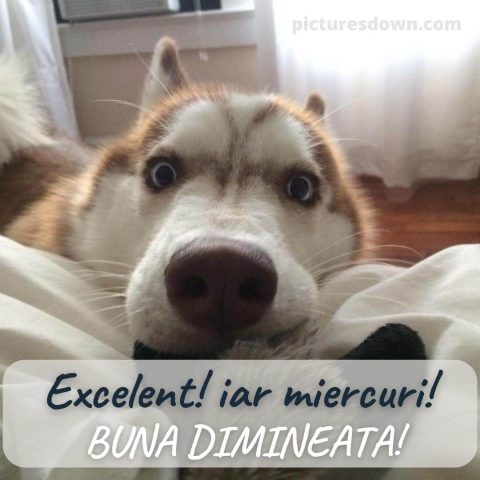 Imagine haioase miercuri husky descarcă gratis