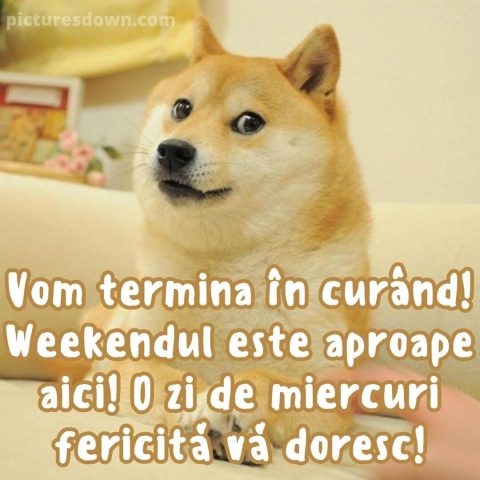 Imagine haioase miercuri shiba inu descarcă gratis