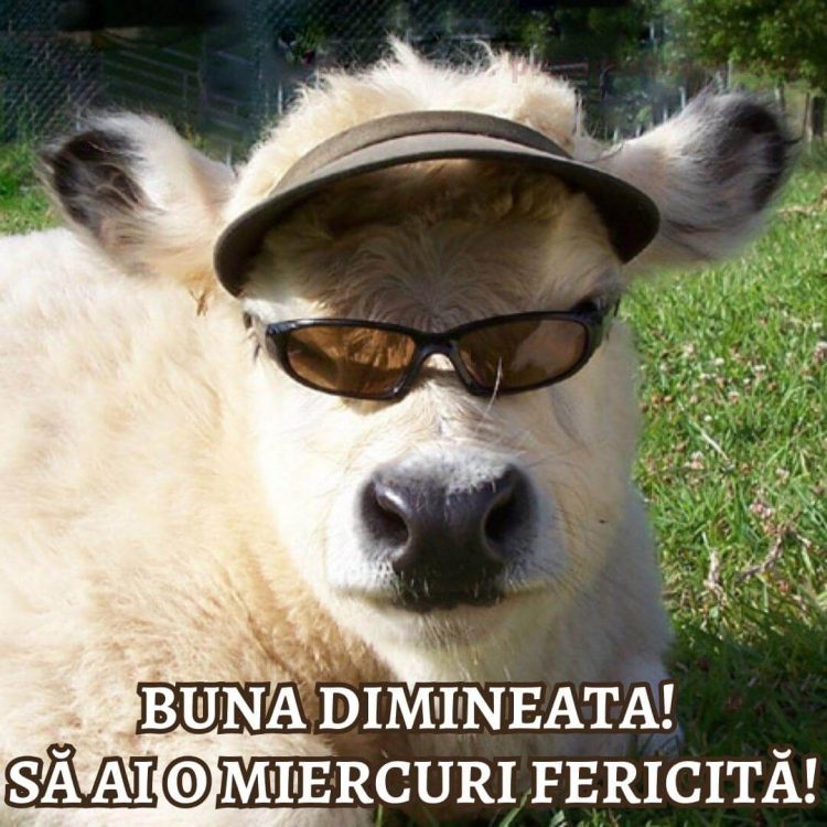 Imagine haioase miercuri vaca cu ochelari descarcă gratis