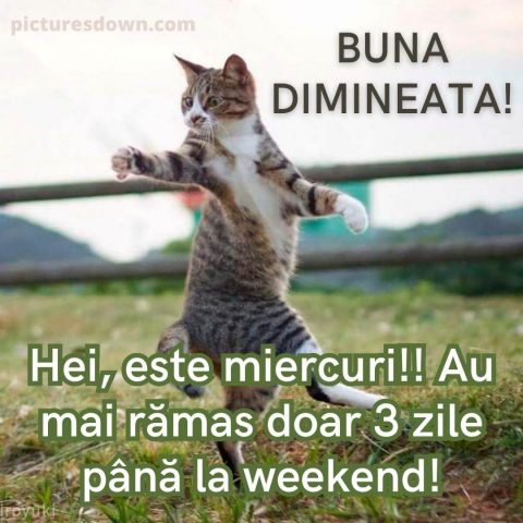 Imagine haioase miercuri pisica zburătoare descarcă gratis