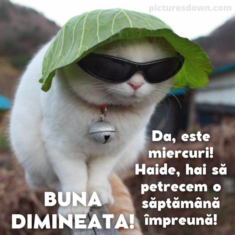 Imagine haioase miercuri pisica cu ochelari descarcă gratis