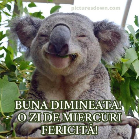 Imagine haioase miercuri koala descarcă gratis