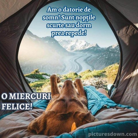 Imagine haioase miercuri câine într-un cort descarcă gratis