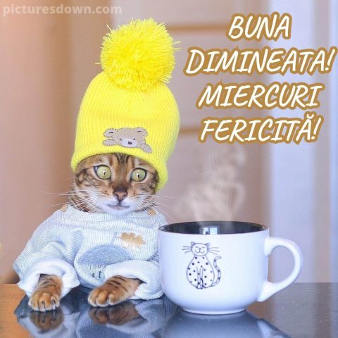 Imagine haioase miercuri pisică în pălărie descarcă gratis