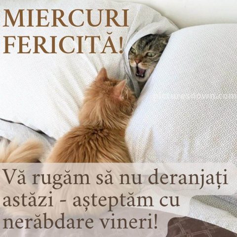Imagine haioase miercuri două pisici descarcă gratis