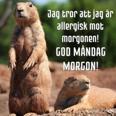 Måndag morgon bild gnagare ladda ner gratis