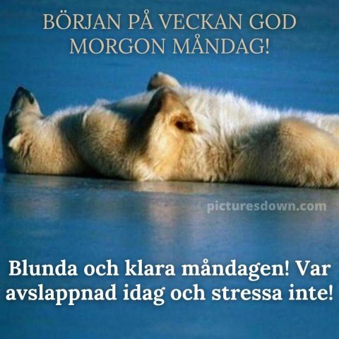 Måndag morgon bild isbjörn ladda ner gratis