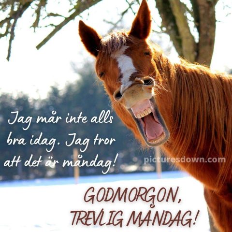 Måndag morgon bild häst ladda ner gratis