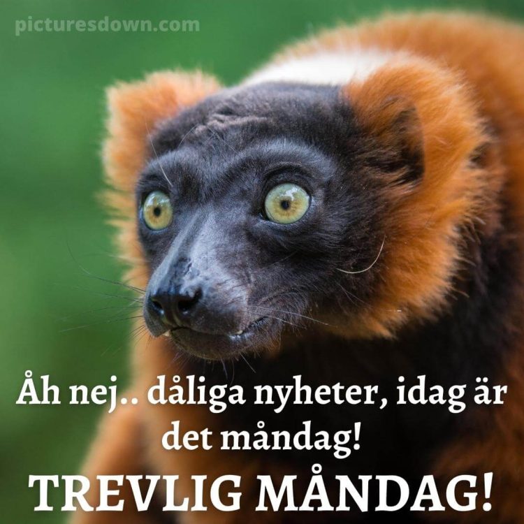 Måndag morgon bild lemur ladda ner gratis