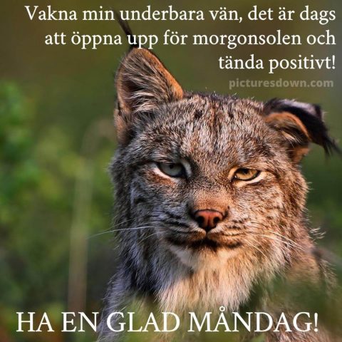 Måndag morgon bild lodjur ladda ner gratis