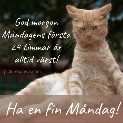 Måndag morgon bild seriös katt ladda ner gratis