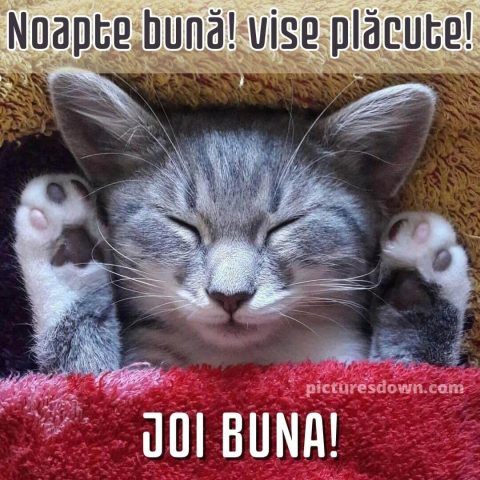 Noapte buna joi imagine pisică amuzantă descarcă gratis
