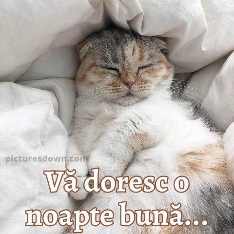 Noapte buna joi imagine pisica draguta descarcă gratis