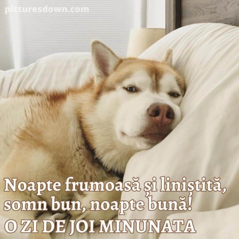 Noapte buna joi imagine husky descarcă gratis