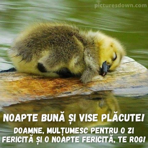 Noapte buna joi imagine rață descarcă gratis