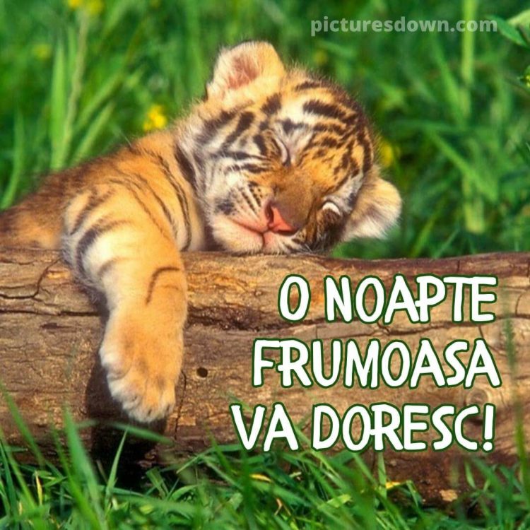 Noapte buna joi imagine pui de tigru descarcă gratis