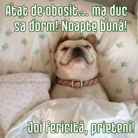 Noapte buna joi imagine câine în pat descarcă gratis