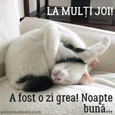 Noapte buna joi imagine pisica adormita descarcă gratis