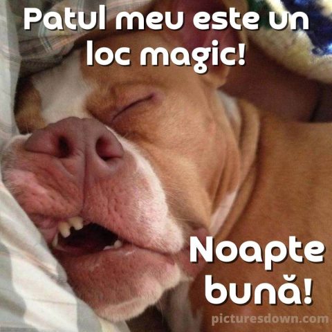Noapte buna joi imagine caine care doarme descarcă gratis