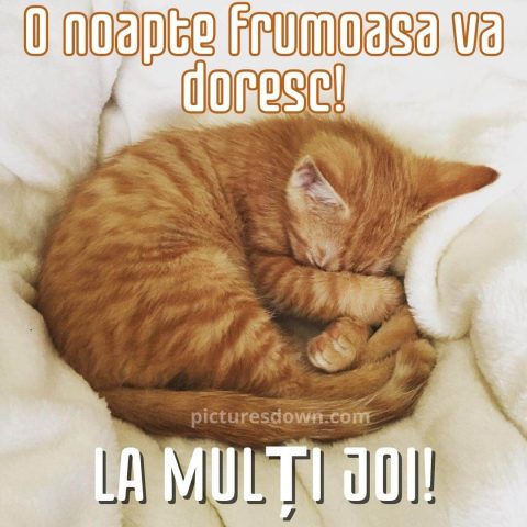 Noapte buna joi imagine pisica mica descarcă gratis