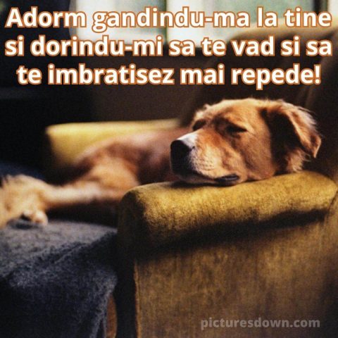 Noapte bună luni imagine câine pe canapea descarcă gratis
