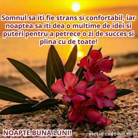 Noapte bună luni imagine flori descarcă gratis