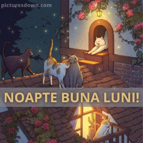 Noapte bună luni imagine pisici pe acoperiș descarcă gratis